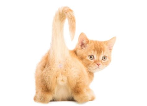 cat anus|Anal Sac Disease in Cats 